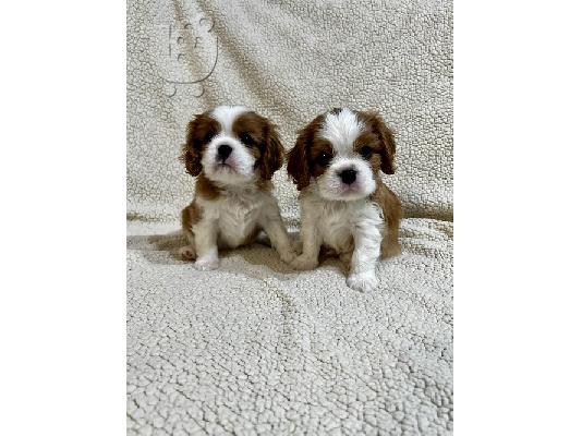 King Charles Cavalier Spaniel